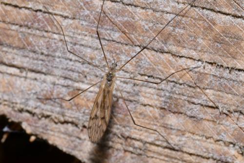 Dactylolabis transversa